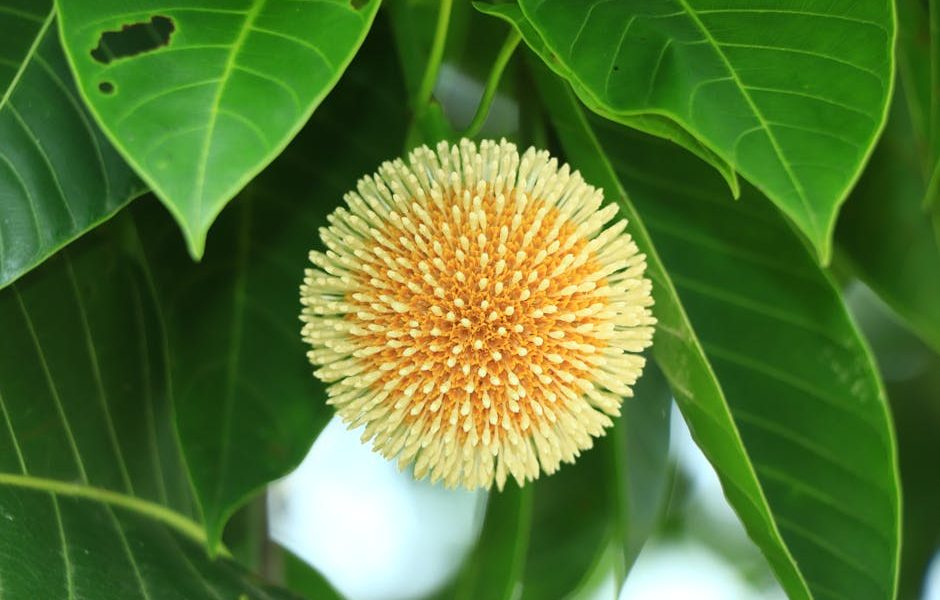 增加髮量的有效策略與最新研究報導