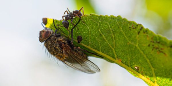 深入解析年金：穩健規劃未來財務的關鍵