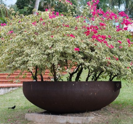 天台花園入門教學：打造你的綠色天堂