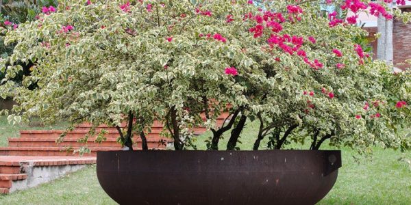 天台花園入門教學：打造你的綠色天堂