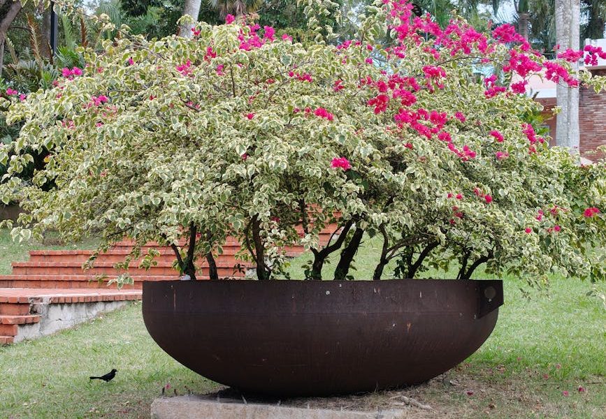 天台花園入門教學：打造你的綠色天堂